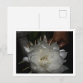 Carte postale, Taille : Carte postale standard, Pa ポストカード (正面/裏面)