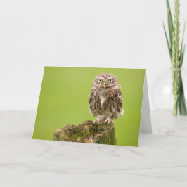 cARTerARTによるコキンメフクロウカード カード