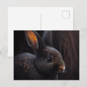 Cartes Postales Lapin ポストカード (正面/裏面)