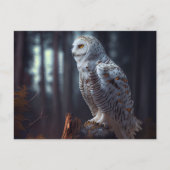 Cartes Postales snowy owl ポストカード (正面)