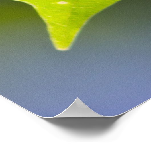 Carulmare Maple Leaf CC0041ポスター ポスター (角)