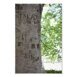 Carved in a Tree Central Park自然写真 フォトプリント