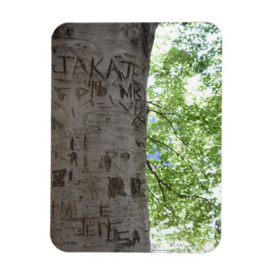 Carved in a Tree Central Park自然写真 マグネット