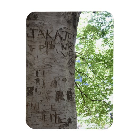 Carved in a Tree Central Park自然写真 マグネット (縦)