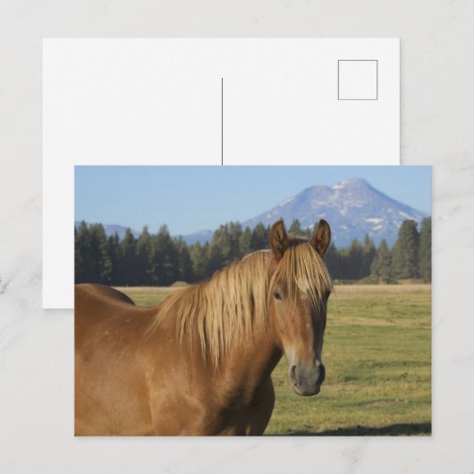 Cascade Range | Chestnut Horse ポストカード (正面/裏面)