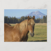 Cascade Range | Chestnut Horse ポストカード (正面)