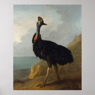 Cassohare （オーストラリアの鳥） （野生動物の芸術） ポスター
