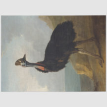 Cassowary (Australian Bird) (Wild Animal Art)