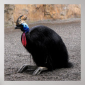 Cassowary in springtime ポスター (正面)