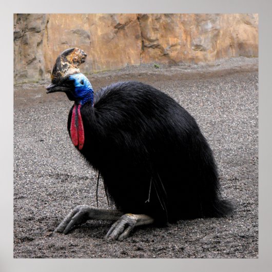 Cassowary in springtime ポスター (正面)