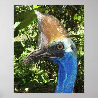 Cassowary Portrait Poster ポスター