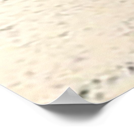 Casuarina Trees, Long Island Bahamas ポスター (角)