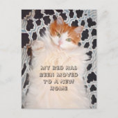 Catおもしろいかわいい新しいアドレス ポストカード (正面)