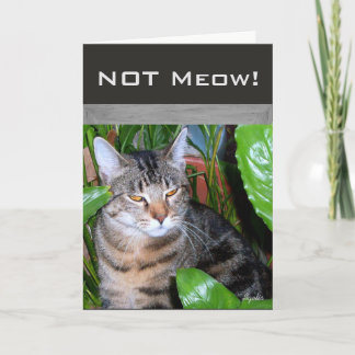 Catおもしろいノートカード「Not Meow」 カード