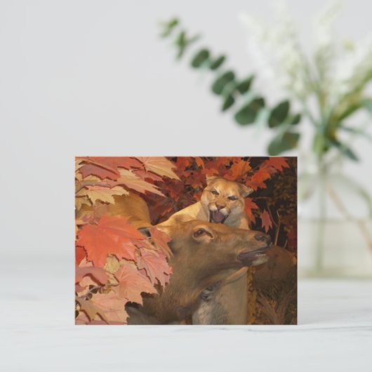 CATおよびCAFF1 ポストカード (スタンド正面)