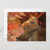 CATおよびCAFF1 ポストカード (正面/裏面)