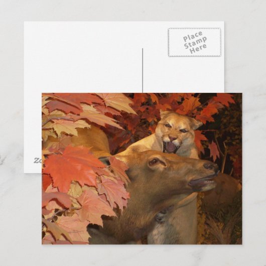 CATおよびCAFF1 ポストカード (正面/裏面)