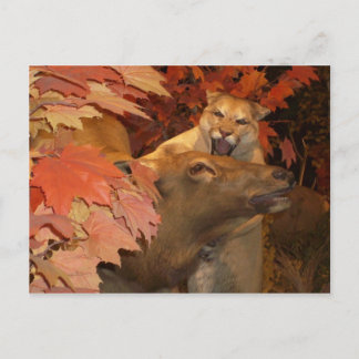 CATおよびCAFF1 ポストカード