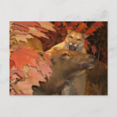 CATおよびCAFF1 ポストカード (正面)