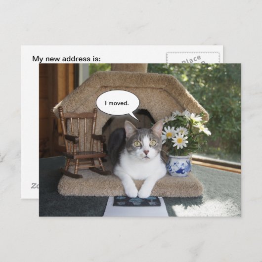 Catが新おもしろいしいアドレスを移動 案内ポストカード (正面/裏面)