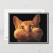 CATのオプス ポストカード (正面/裏面)