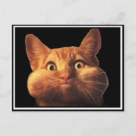 CATのオプス ポストカード (正面)