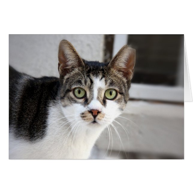 Catグリーティングカード (正面横)