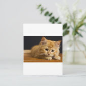cat9.jpg ポストカード (スタンド正面)