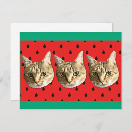 cat ポストカード (正面/裏面)
