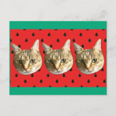 cat ポストカード (正面)