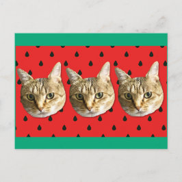 cat ポストカード