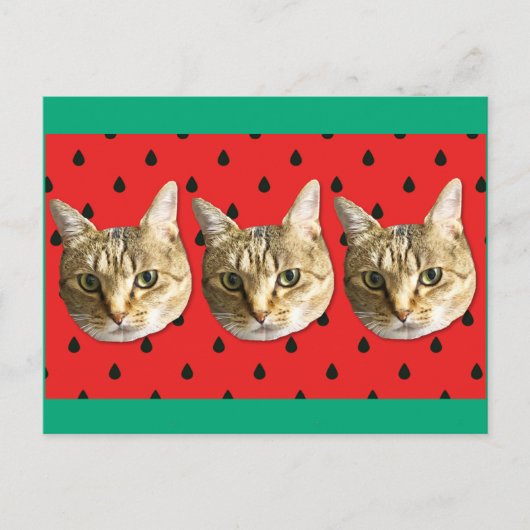 cat ポストカード (正面)