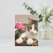 Cat ポストカード (スタンド正面)