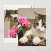 Cat ポストカード (正面/裏面)