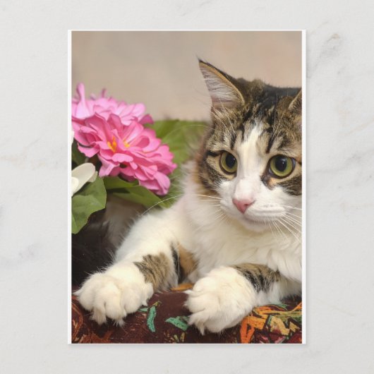Cat ポストカード (正面)