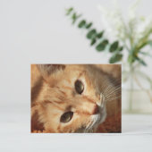 cat-636172 ORANGE TOMCAT CAT PETS PHOTOGRAPHY BACK ポストカード (スタンド正面)
