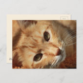 cat-636172 ORANGE TOMCAT CAT PETS PHOTOGRAPHY BACK ポストカード (正面/裏面)