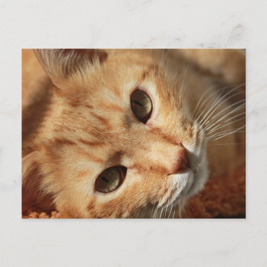 cat-636172 ORANGE TOMCAT CAT PETS PHOTOGRAPHY BACK ポストカード (正面)