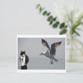 Cat and Seagull、Portpatrick、スコットランド、英国 ポストカード (スタンド正面)