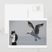 Cat and Seagull、Portpatrick、スコットランド、英国 ポストカード (正面/裏面)