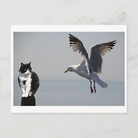 Cat and Seagull、Portpatrick、スコットランド、英国 ポストカード (正面)