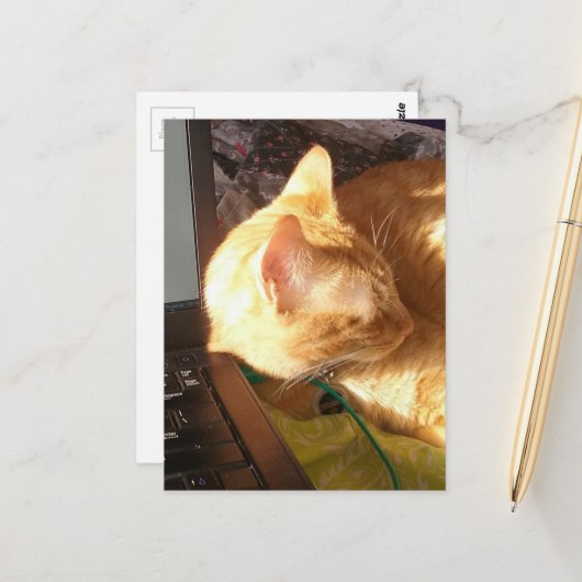 cat asleep on the job ポストカード (正面/裏面インサイチュ)