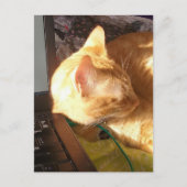 cat asleep on the job ポストカード (正面)