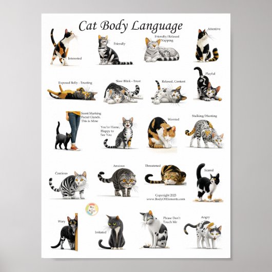 Cat Body Language Chart ポスター (正面)