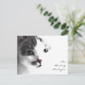 Cat Close Up 考える's Youのポストカード ポストカード (スタンド正面)