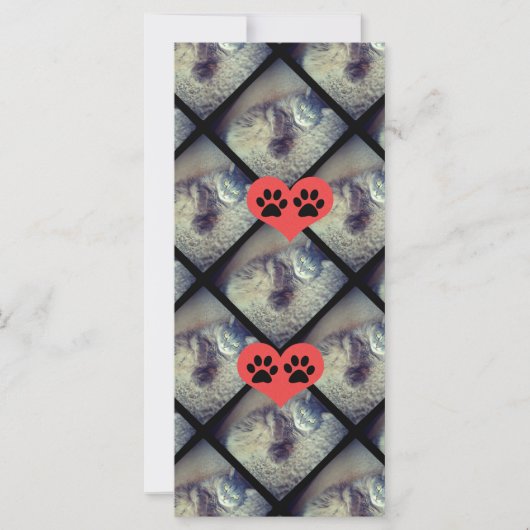 Cat Collage with PawPrints by Shirley Taylor (正面)