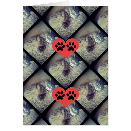 Cat Collage with PawPrints by Shirley Taylor (正面)