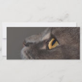 Cat Eye-Macro by Shirley Taylor (裏面)