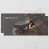 Cat Eye-Macro by Shirley Taylor (正面/裏面)