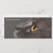 Cat Eye-Macro by Shirley Taylor (正面)